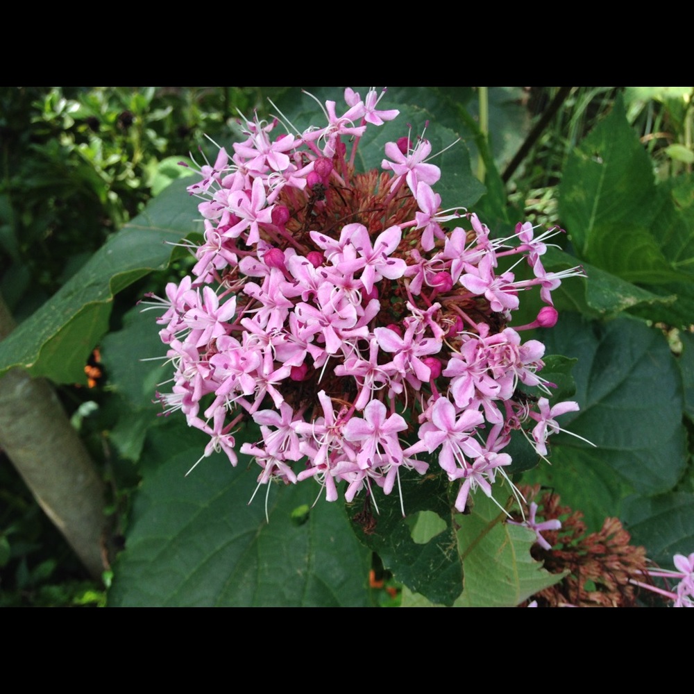 Meet your Posher, Debby